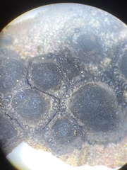 Jackrogersella cohaerens