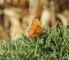 Lycaena asabinus