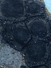 Jackrogersella cohaerens