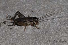 Miogryllus
