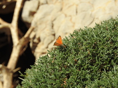 Lycaena asabinus