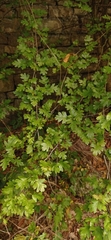Crataegus monogyna