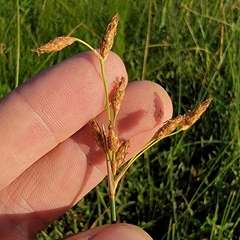 Schoenoplectus heterochaetus