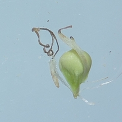 Schoenoplectus heterochaetus