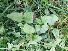 Amaranthus viridis