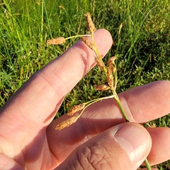 Schoenoplectus heterochaetus