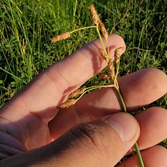 Schoenoplectus heterochaetus