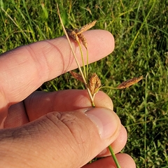 Schoenoplectus heterochaetus