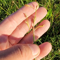 Schoenoplectus heterochaetus