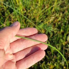 Schoenoplectus heterochaetus