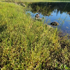 Schoenoplectus heterochaetus