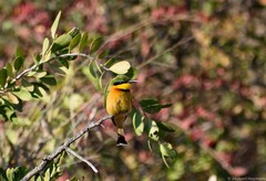 Merops pusillus argutus