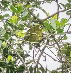 Zosterops eurycricotus