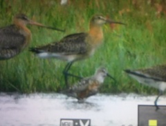 Calidris ferruginea