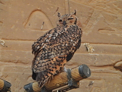 Bubo ascalaphus