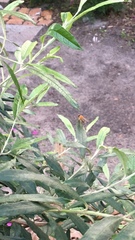 Gymnochiromyia capensis