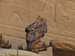 Bubo ascalaphus