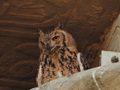Bubo ascalaphus