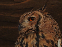 Bubo ascalaphus
