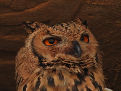 Bubo ascalaphus