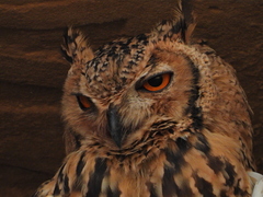 Bubo ascalaphus