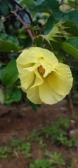 Gossypieae