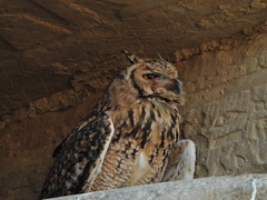 Bubo ascalaphus