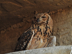 Bubo ascalaphus