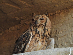Bubo ascalaphus