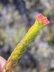 Crassula subulata fastigiata