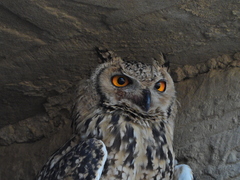 Bubo ascalaphus