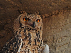 Bubo ascalaphus