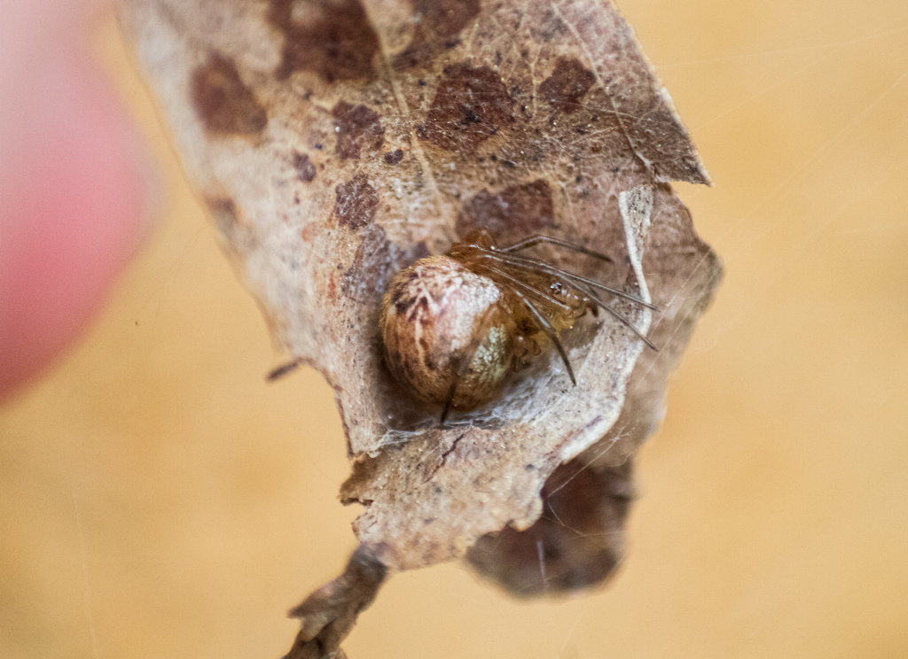 Tent Cobweb Weaver