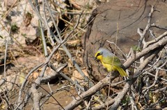 Telophorus sulfureopectus similis