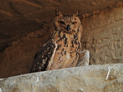 Bubo ascalaphus