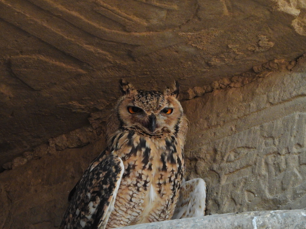 Pharaoh Eagle-Owl