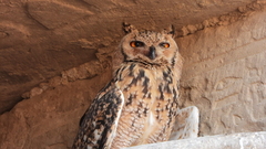 Bubo ascalaphus