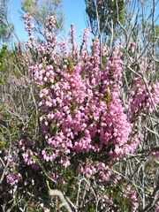 Erica irregularis