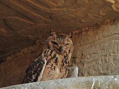 Bubo ascalaphus