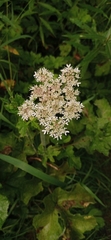 Heracleum sphondylium