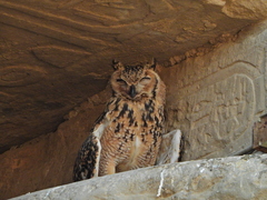 Bubo ascalaphus