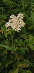 Heracleum sphondylium