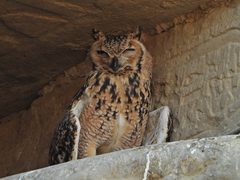 Bubo ascalaphus