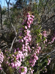 Erica irregularis