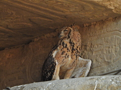 Bubo ascalaphus