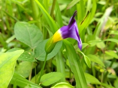Torenia leucosiphon