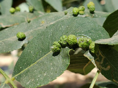 Aceria brachytarsa