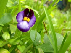 Torenia leucosiphon