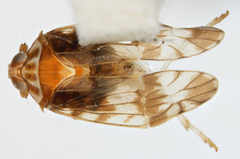 Prosotropis rubiginosa