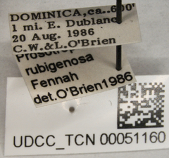 Prosotropis rubiginosa